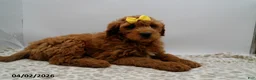 Mini Goldendoodle dogs for sale: Winston - Ad 4