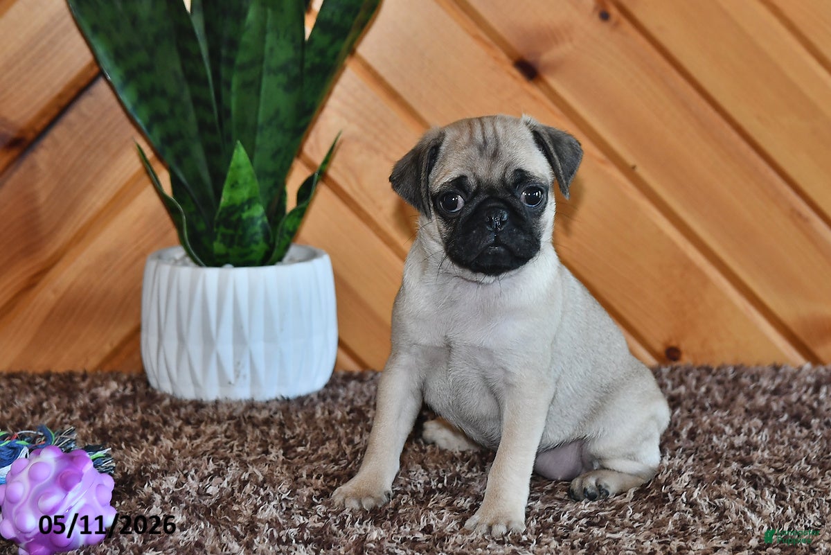 Pug dogs for sale: Amber - Ad 2