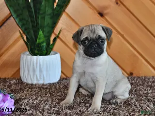 Pug dogs for sale: Amber - Ad 2