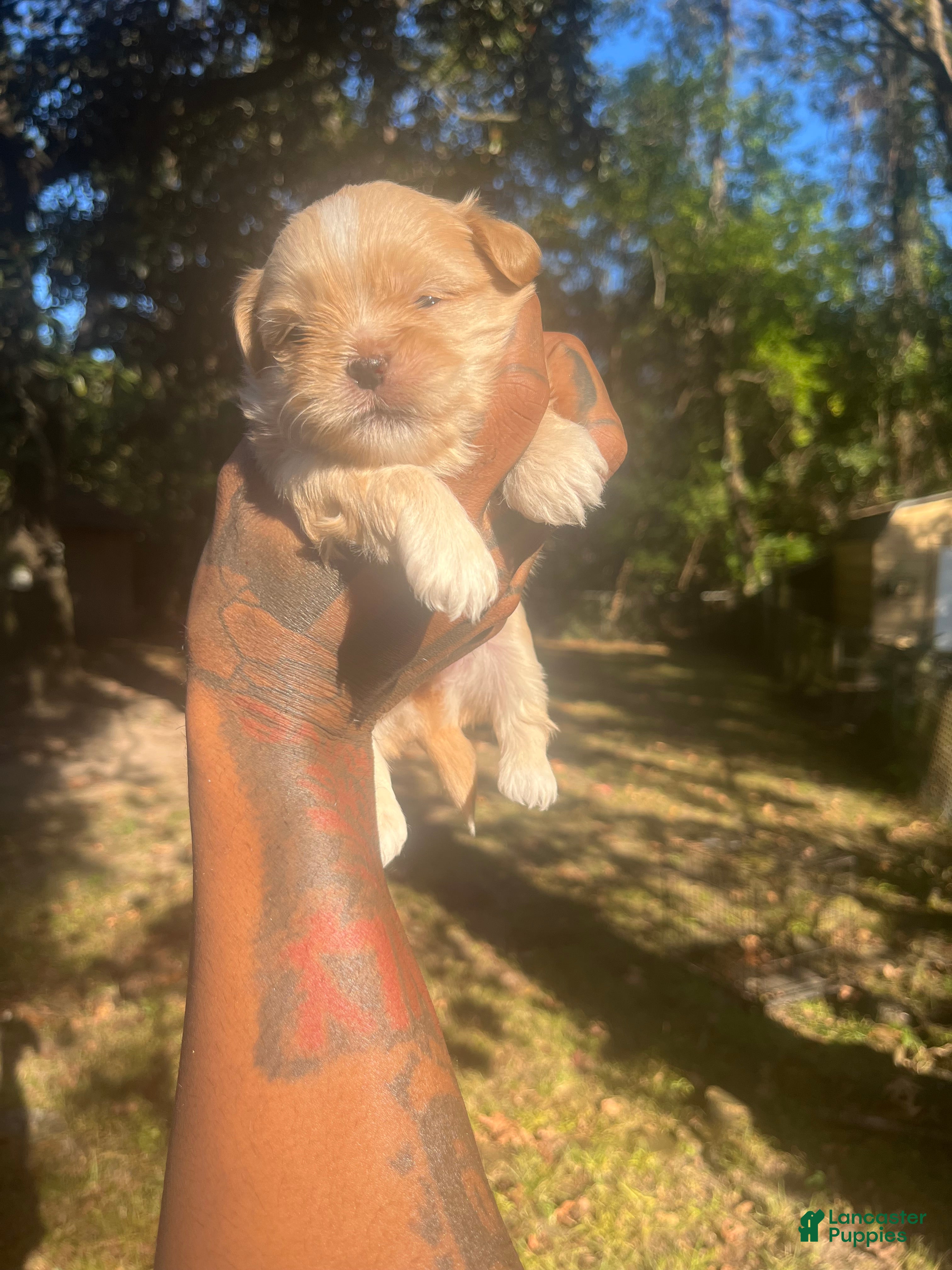 Malshi dogs Malshi Puppy 2 - Ad 10