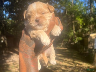 Malshi dogs Malshi Puppy 2 - Ad 30