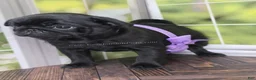 Pug dogs for sale: Purple Bow - Black Female - Stellar Champion Pedigree - Ad 5