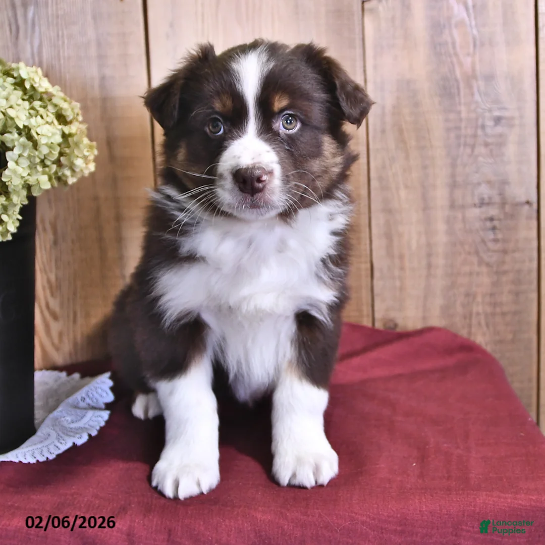 Australian Shepherd dogs for sale: Cash - Ad 2