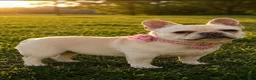 French Bulldog dogs for sale: Lucy - Ad 4