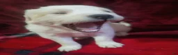 Mixed Breed dogs for sale: Silfy  - Ad 7