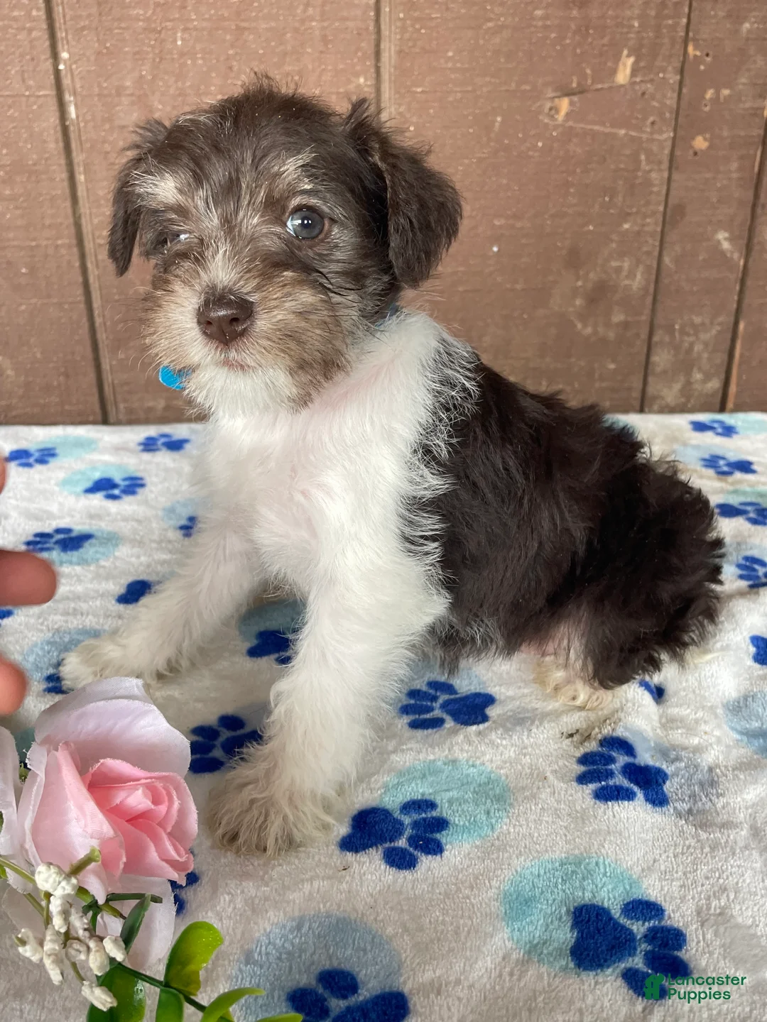 Miniature Schnauzer dogs for sale: Millie - Ad 4