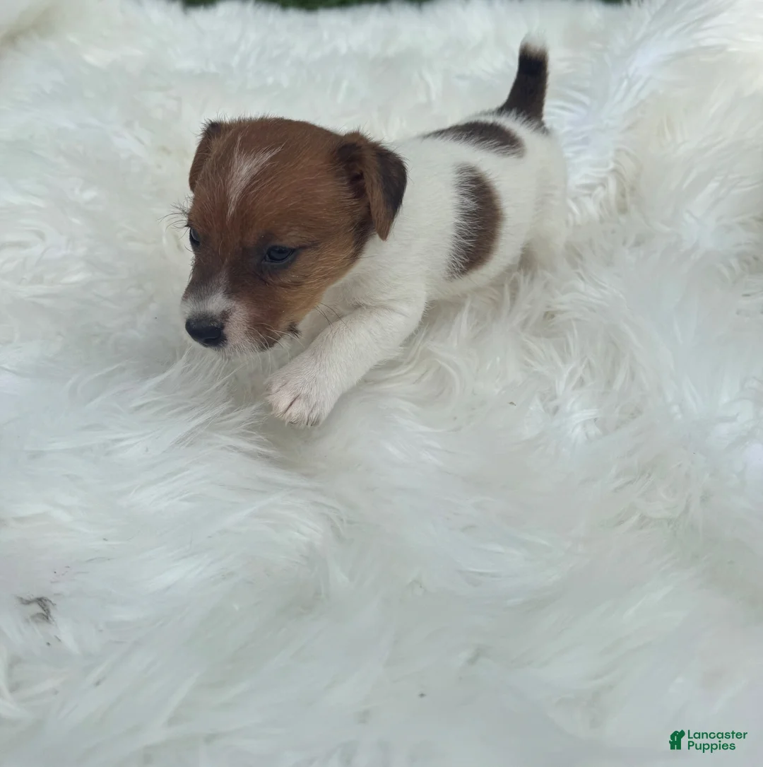Jack Russell Terrier dogs for sale: UKC Brody - Ad 2