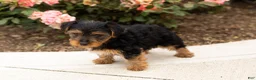 Yorkshire Terrier dogs for sale: Sam - Ad 3