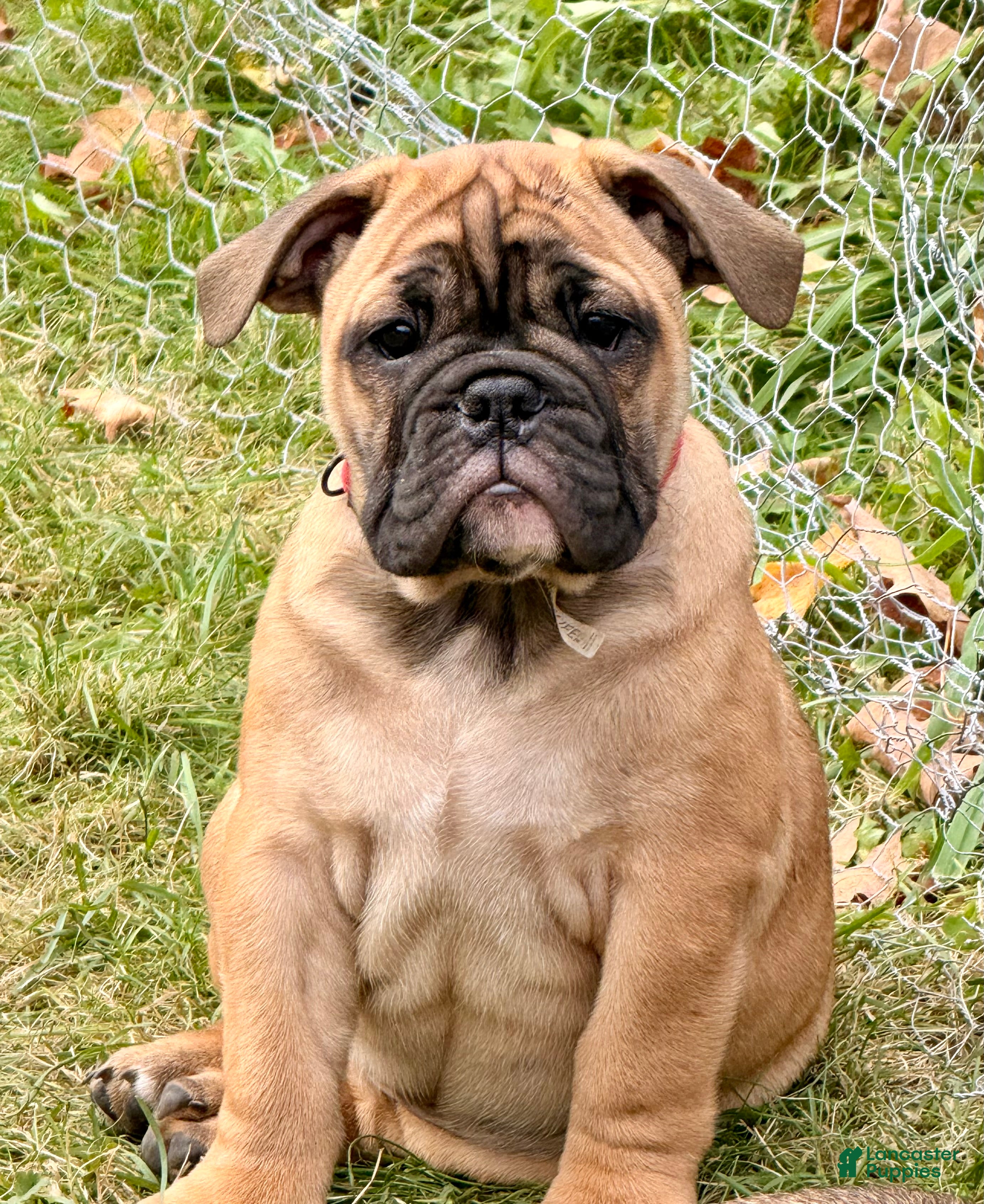 English Bulldog dogs English Bulldog Puppy 2 - Ad 36