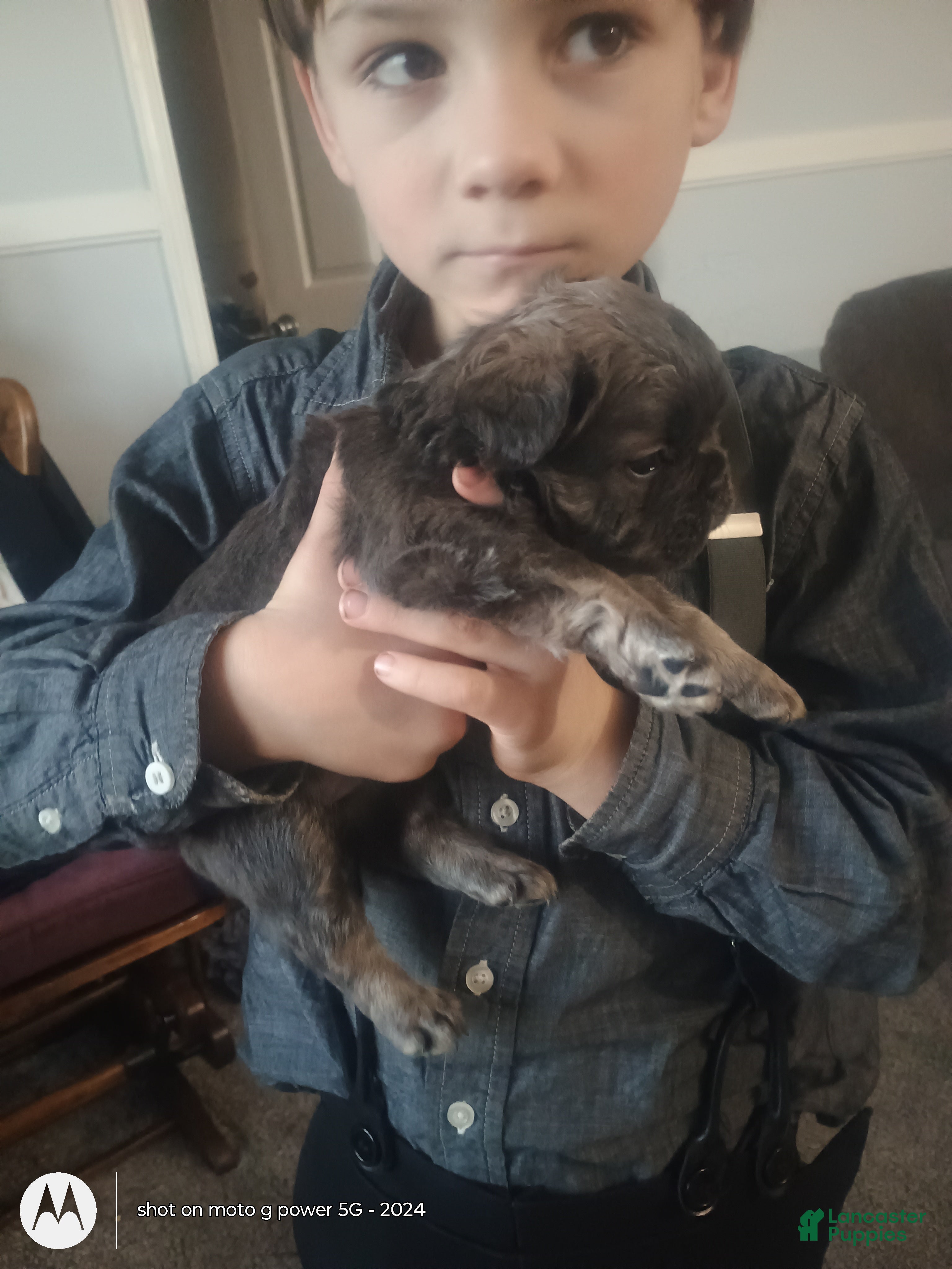 French Bulldog dogs Fluffy Bluey - Ad 12