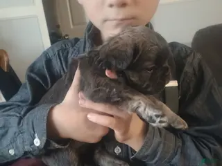 French Bulldog dogs Fluffy Bluey - Ad 12