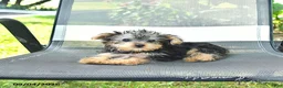 Yorkshire Terrier dogs for sale: Roger - Ad 3