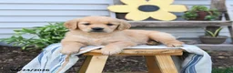 Golden Retriever dogs for sale: Sandy - Ad 2