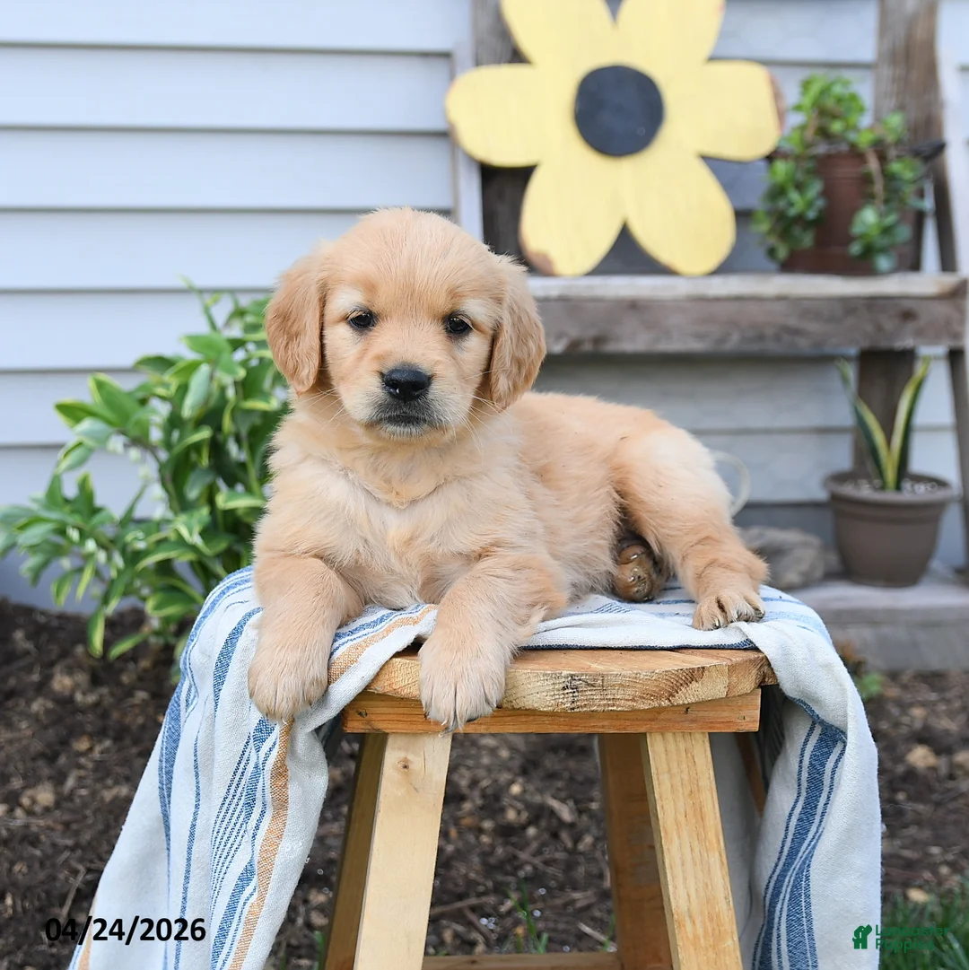 Golden Retriever dogs for sale: Sandy - Ad 2