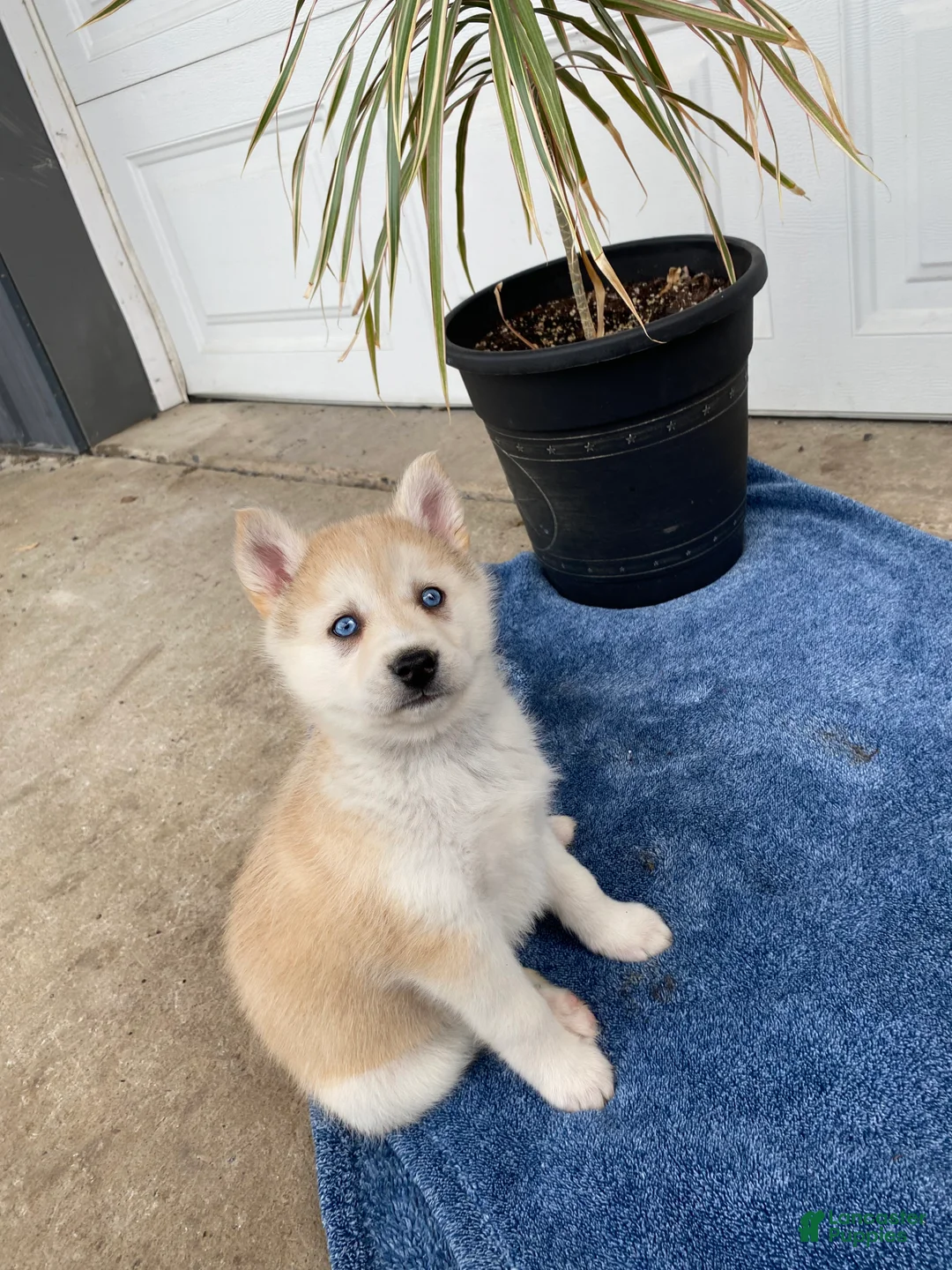 Siberian Husky dogs for sale: Jacob - Ad 4