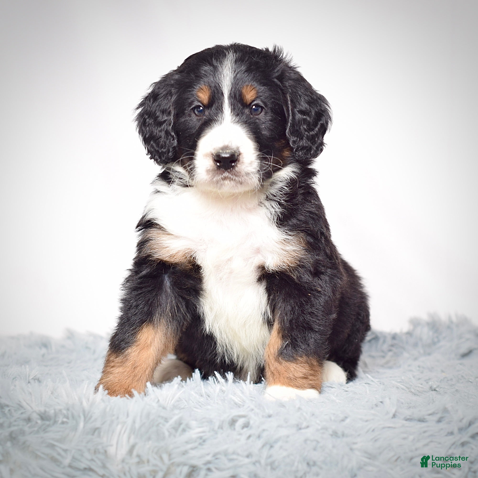 Bernedoodle dogs Mr. Viktor - Ad 3