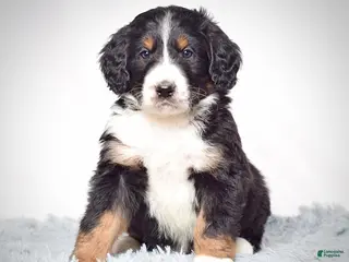Bernedoodle dogs Mr. Viktor - Ad 3