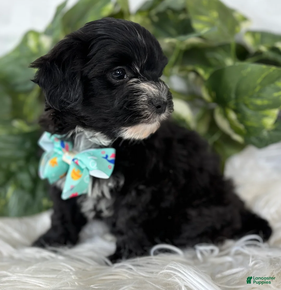Morkie dogs for sale: Prince  - Ad 5