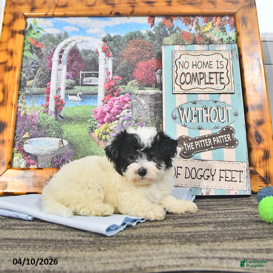 Maltipoo dogs Trent - Ad 2