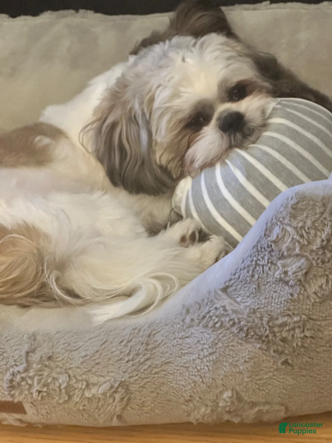 Shih Tzu dogs for stud: Drake - Ad 1