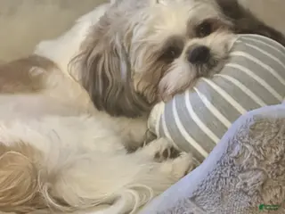 Shih Tzu dogs Drake - Ad 1