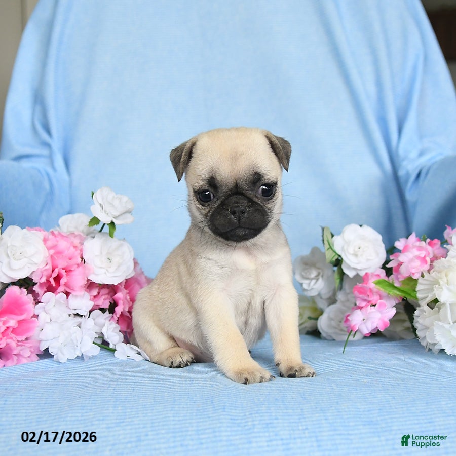 Pug dogs Babes - Ad 1