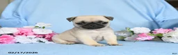 Pug dogs for sale: Babes - Ad 1