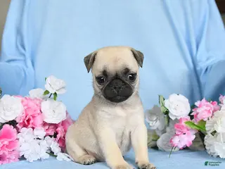 Pug dogs for sale: Babes - Ad 3