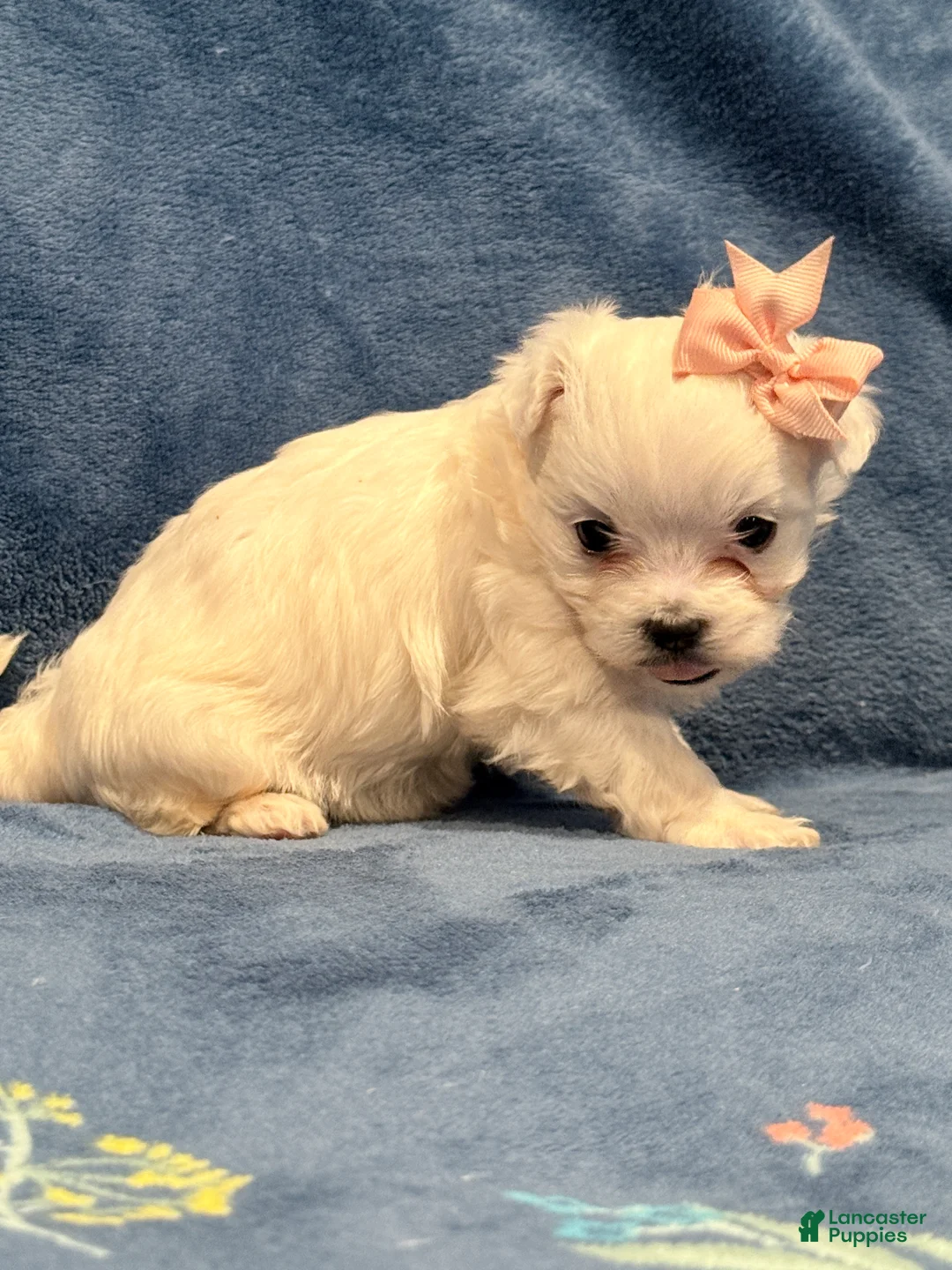 Maltipoo dogs for sale: Maltipoo Puppy 2 - Ad 2