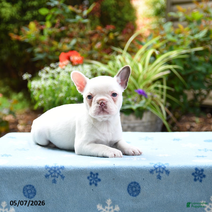Frenchton dogs Jenny - Ad 1