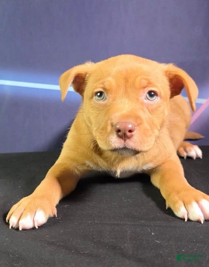 Mixed Breed dogs Mixed Breed Puppy  - Ad 16