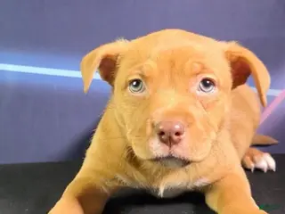 Mixed Breed dogs Mixed Breed Puppy - Ad 16