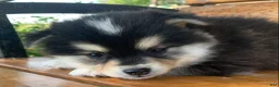 Alaskan Klee Kai dogs for sale: Little Darling~~Chloe!!! - Ad 7