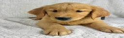 Golden Retriever dogs for sale: Ripley - Ad 3