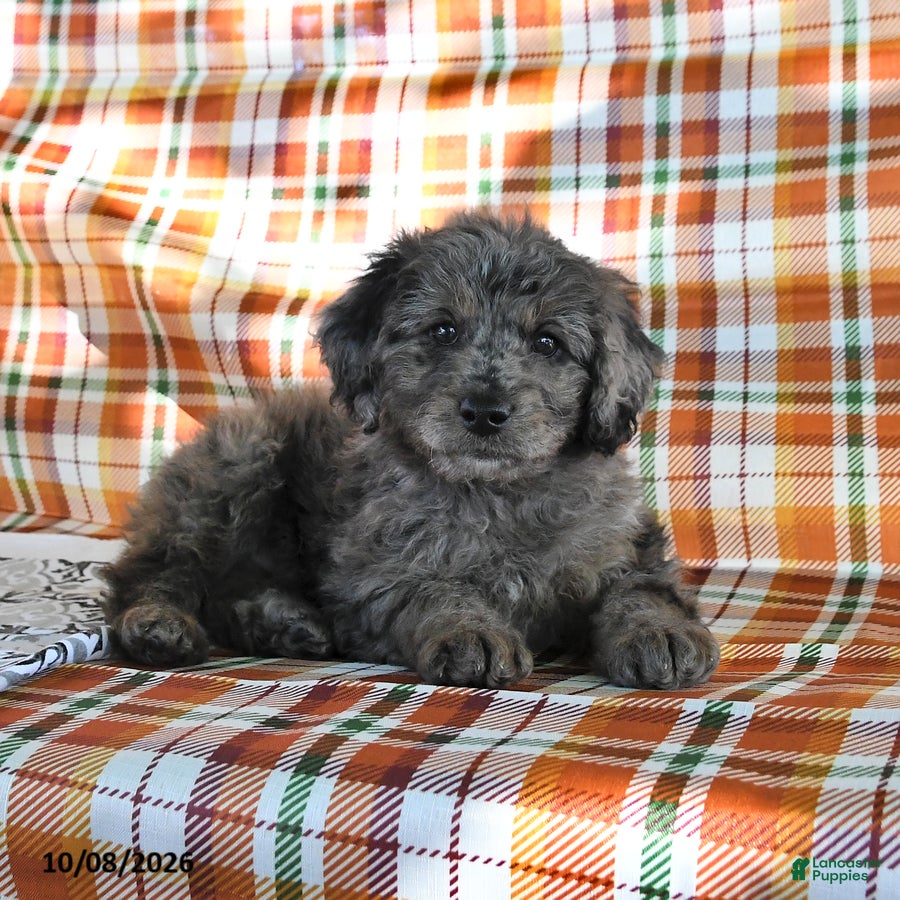 Mini Goldendoodle dogs Alia - Ad 2