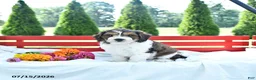 Cavapoo dogs for sale: Lincoln - Ad 2