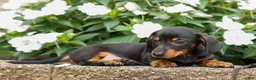 Miniature Dachshund dogs for sale: Houston🐾 - Ad 10