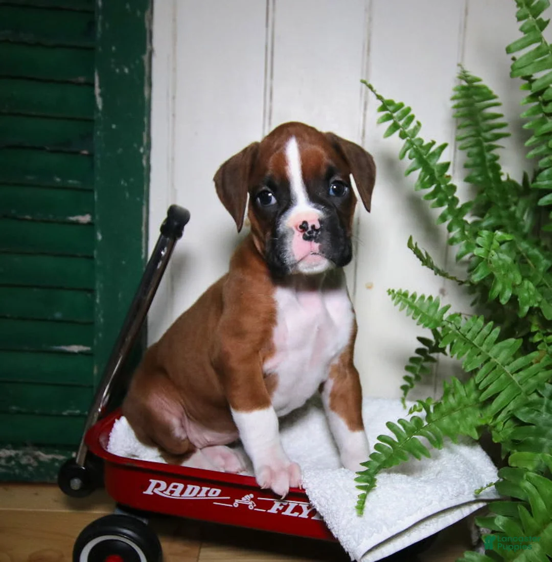 Gallery Image {{count}}