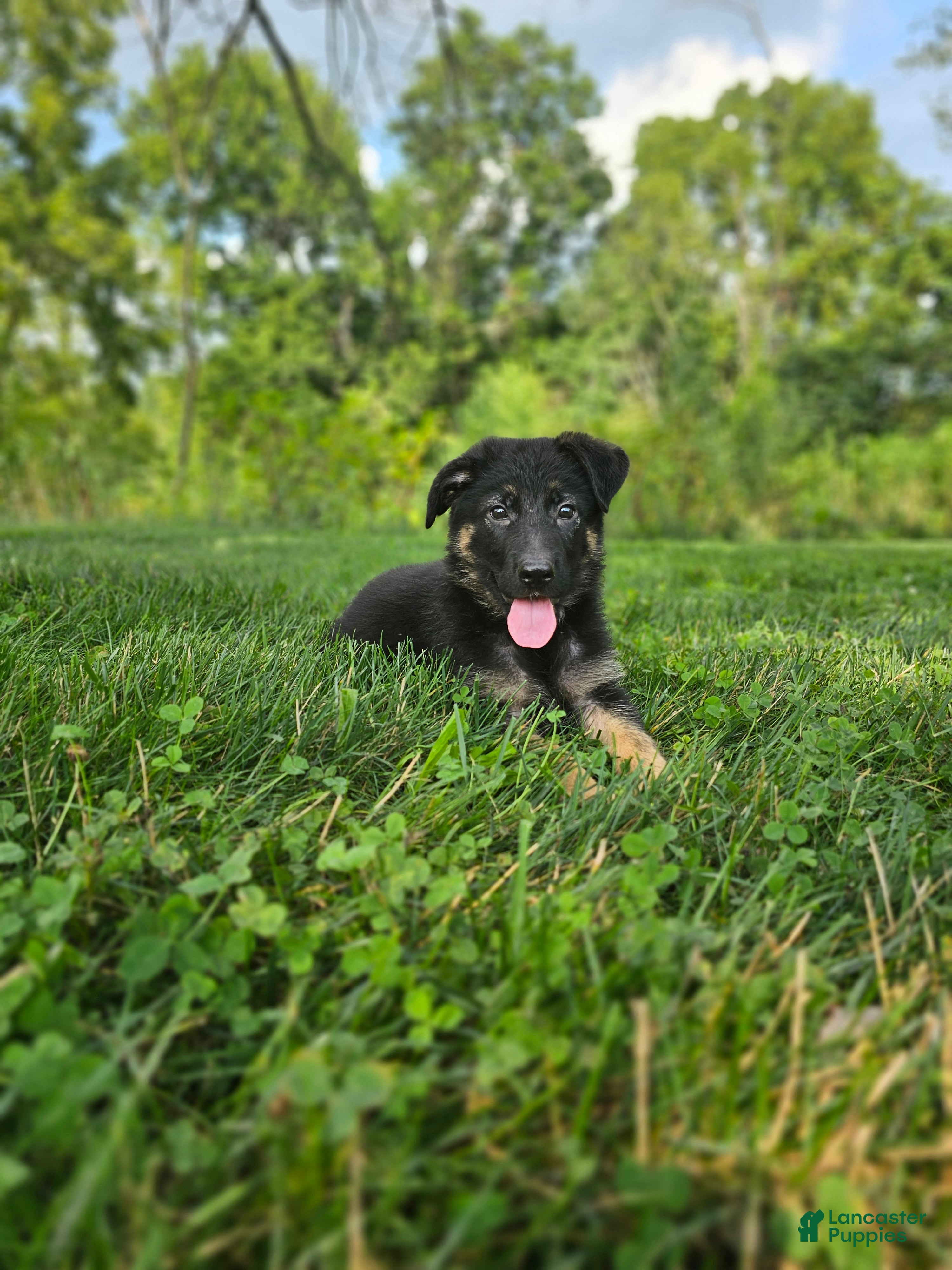 German Shepherd dogs Sally - Ad 2