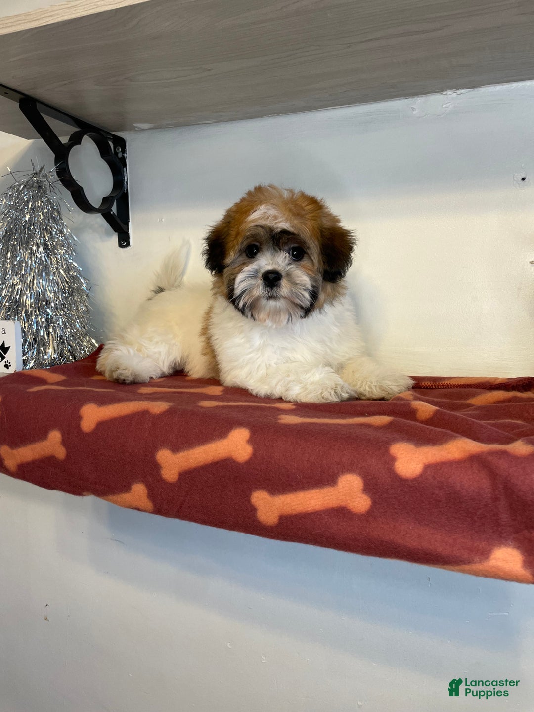 Shihpoo dogs for sale: Cupcake - Ad 4