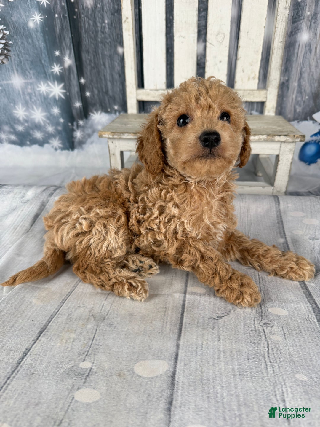 Cavapoo dogs for sale: Willow - Ad 3