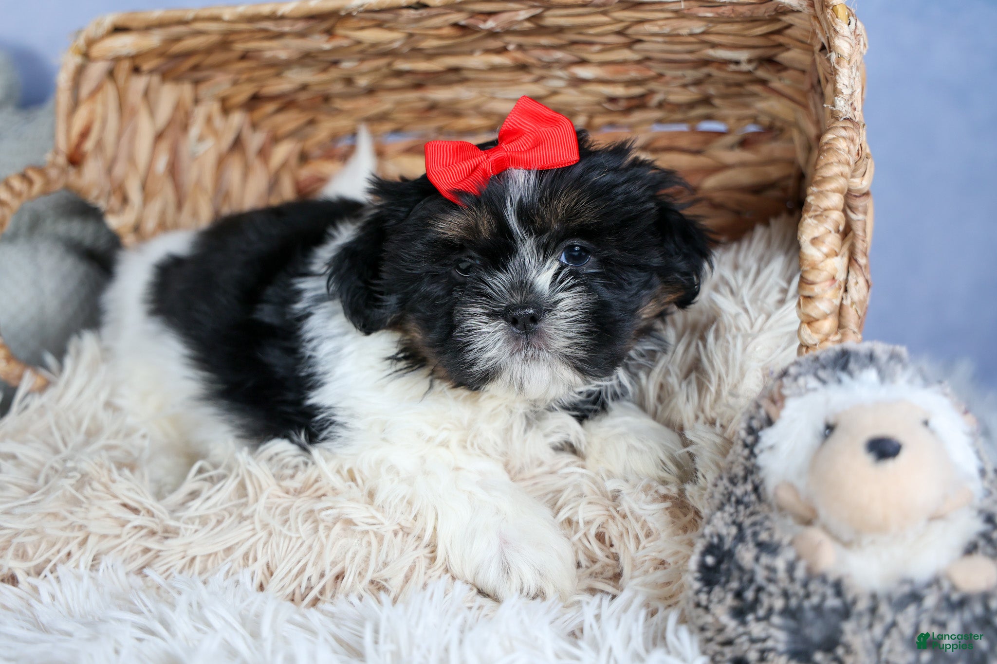 Shih Tzu dogs HENRY - Ad 2