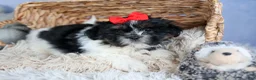 Shih Tzu dogs for sale: HENRY - Ad 2