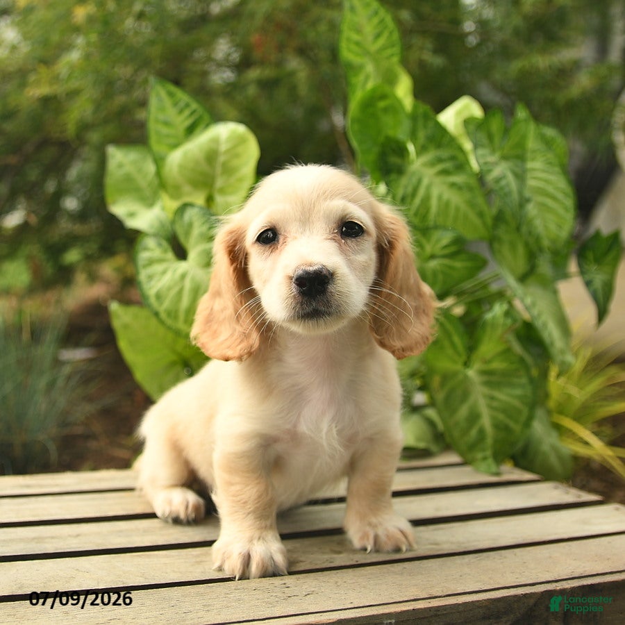 Miniature Dachshund dogs Max - Ad 1