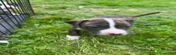 Mixed Breed dogs for sale: Mixed Breed 4 - Ad 3