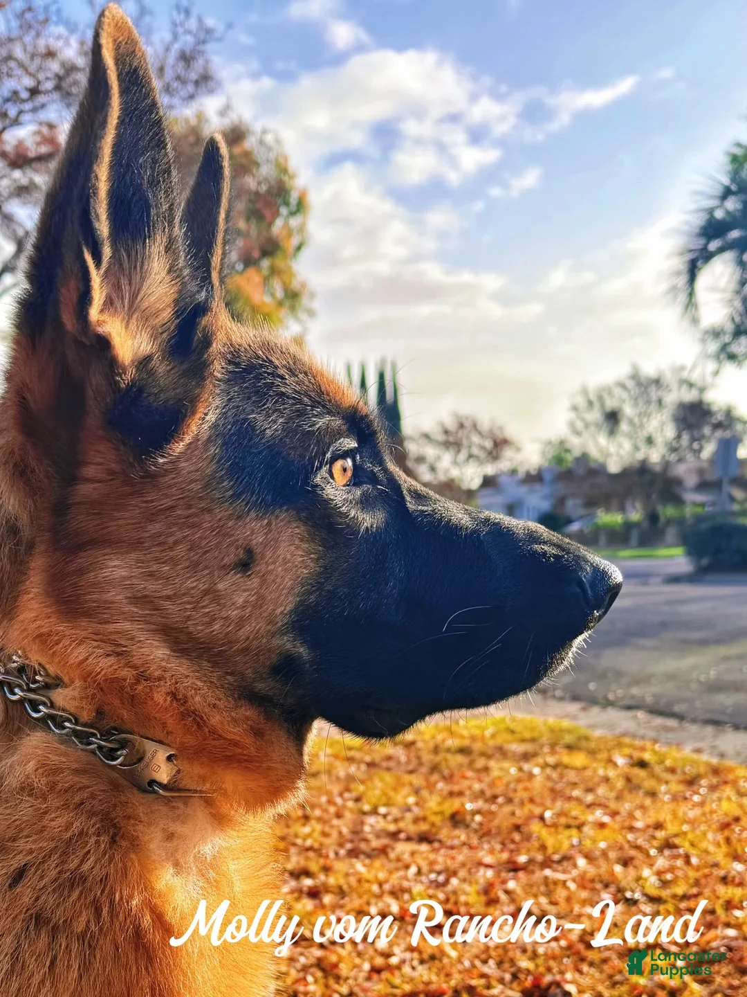 German Shepherd dogs for sale: pink - Ad 12