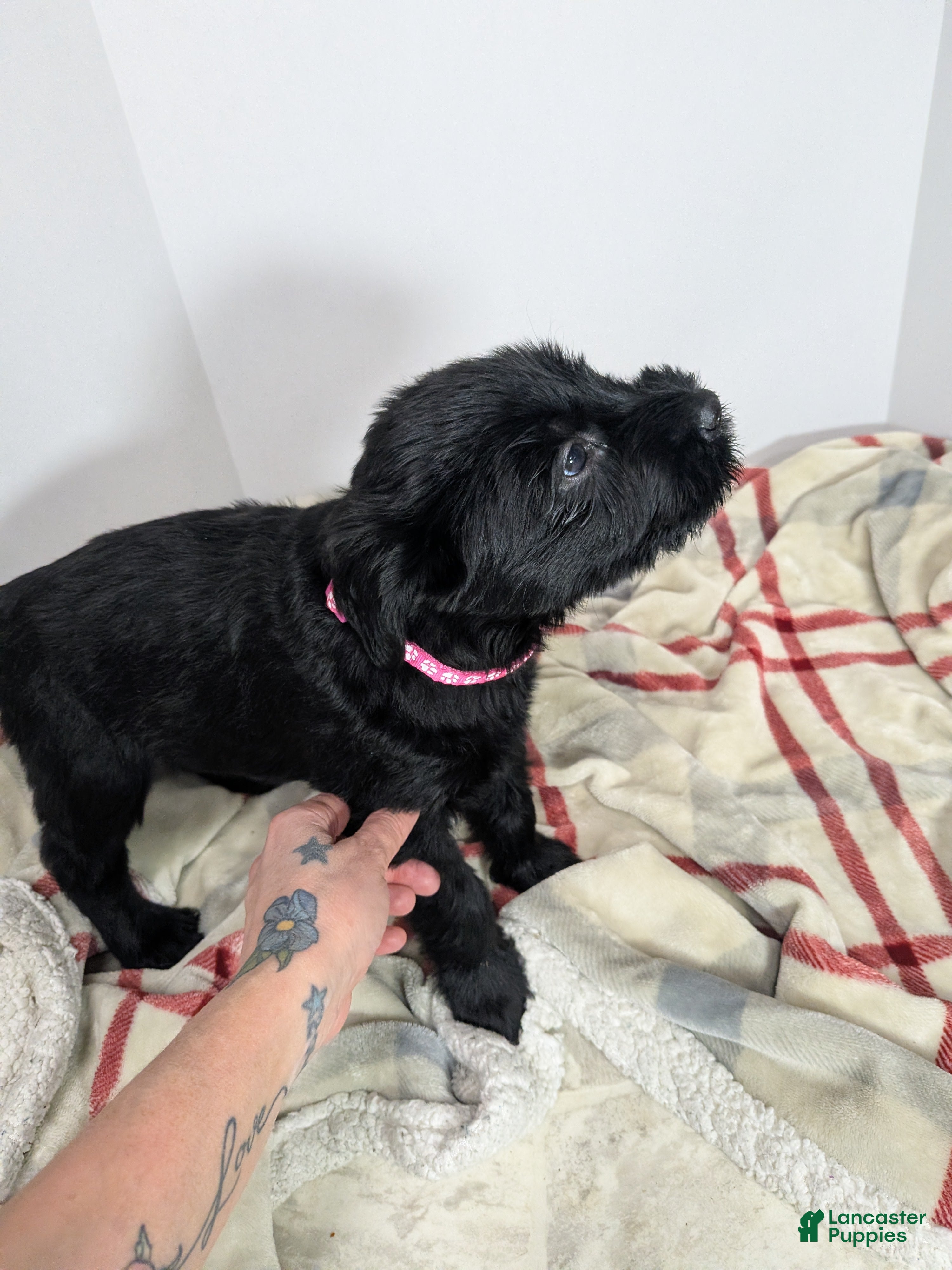 Giant Schnauzer dogs Giant Schnauzer Puppy 5 Pink - Ad 2