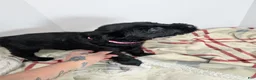 Giant Schnauzer dogs for sale: Giant Schnauzer Puppy 5 Pink - Ad 2