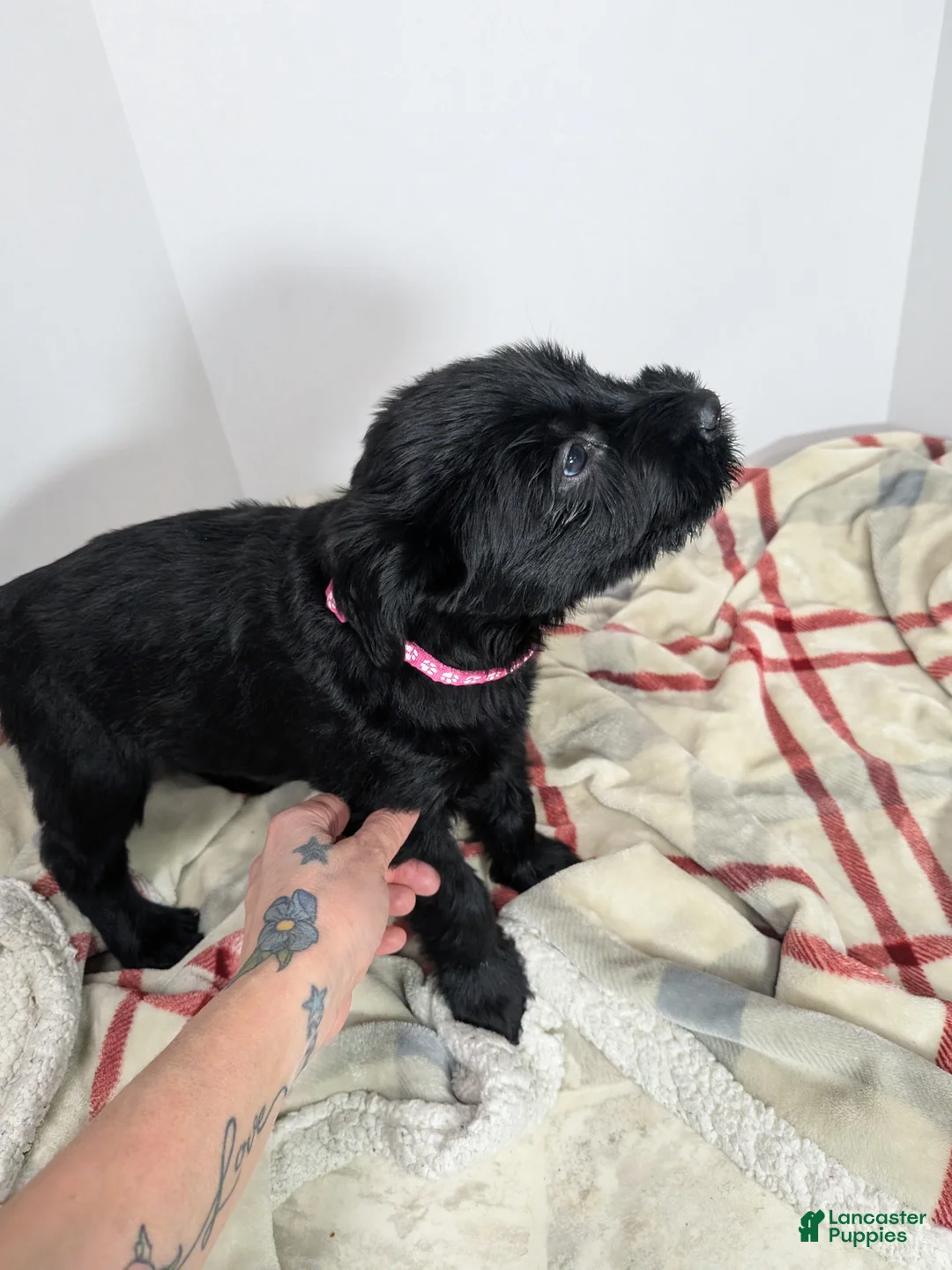 Giant Schnauzer dogs for sale: Giant Schnauzer Puppy 5 Pink - Ad 2