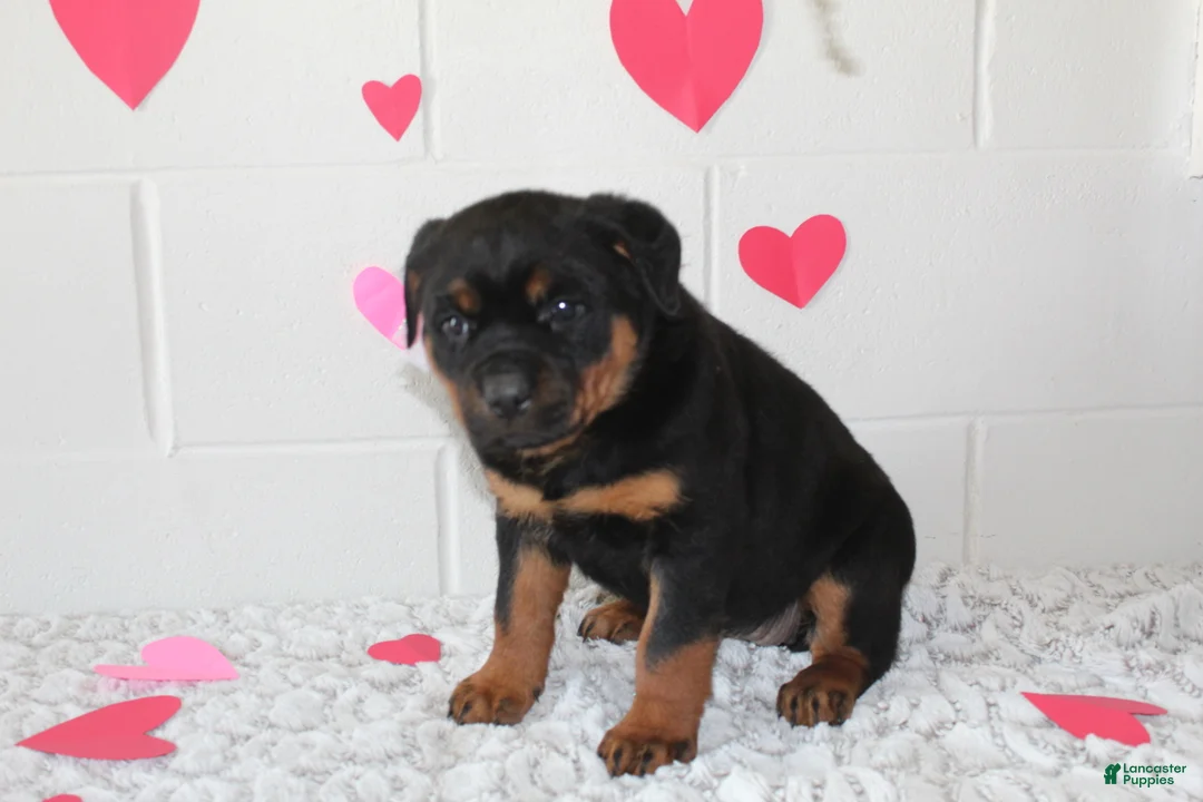 Rottweiler dogs for sale: Bella - Ad 8